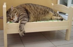 Кроватка для кошки своими руками 
