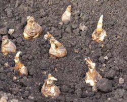 Подготовка почвы и посев гладиолусов