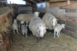 Как построить сарай для овец 